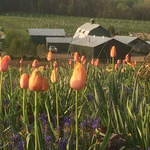 Spring Tulips - Grelen Nursery