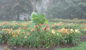 DAYLILY_GARDEN_IN_THE_RAIN_7