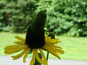 Coneflower _Dumbo_s Ears_ - 1801