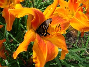 Pipevine Swallowtail butterfly on H. Screamcicle