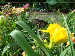 Pipevine Swallowtail butterfly on H. Shades of Havana