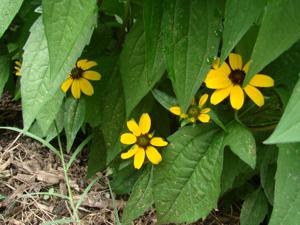 Black Eyed Susan - 1801