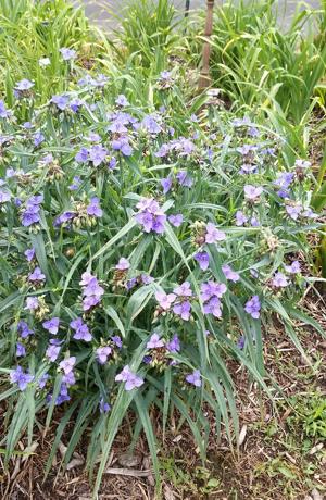Virginia Spiderwort - 1801
