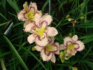 Bella Isabella - 1801 clump