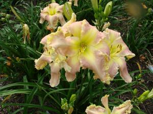 Like a Gee Six - 1801 clump
