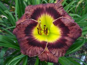 Seedling 45-2011 (2)