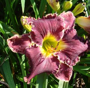 Seedling 23-16