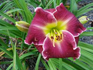 Seedling 31-12