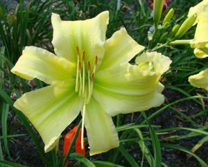 Seedling 135-2013 (2)
