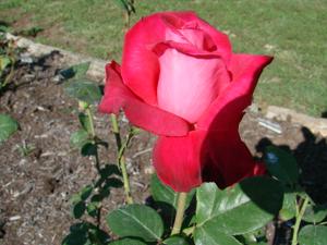 Swartmore Rose