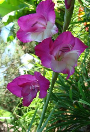 Glads (2)