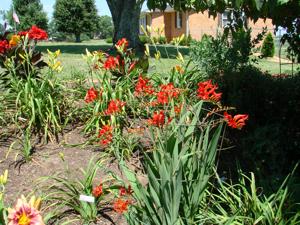 Crocosmia