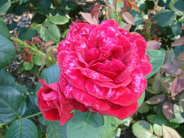 Liebes Zauber - older bloom on rose