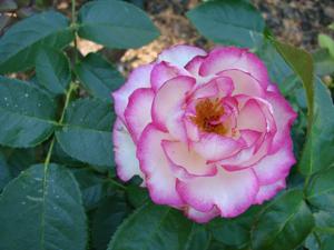 Miss Congeniality rose