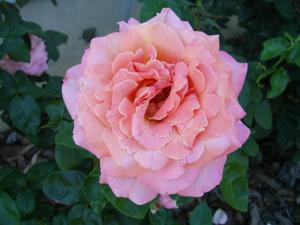 Chicago Peace rose