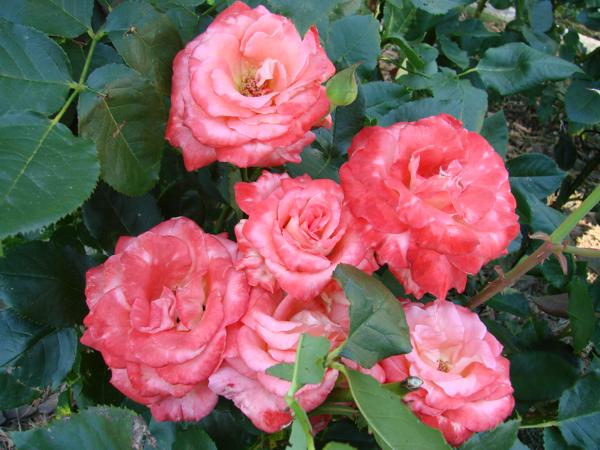 Brigadoon rose