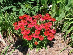 Coneflower