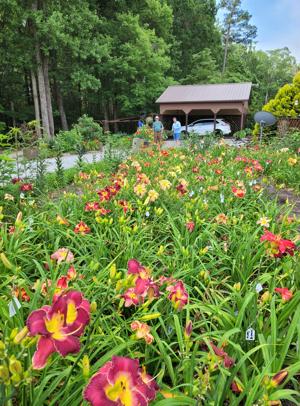 Garden View @ Tena Felts
