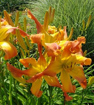 Windyhill's Dreamsicle - Quinn 2015