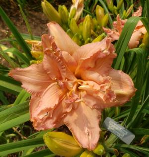 Double Pink Flamingo - 23