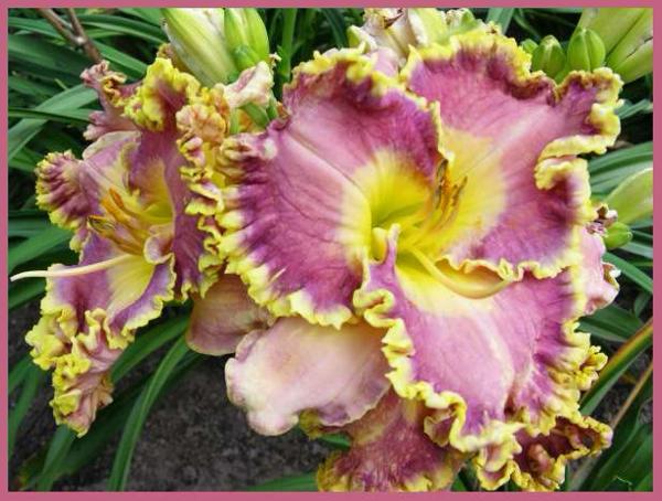 Orchid Gilded Ruffles - web copy