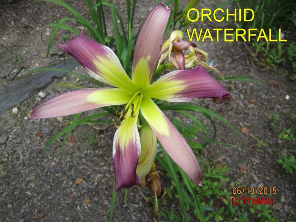OrchidWaterfall3