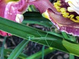 Garden Beastie - Praying Mantis - EllingsonA 2020