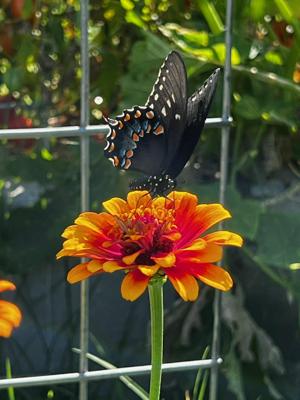 Butterfly (Spicebush Swallowtail) on Zinnia