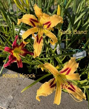Rock Band - w Knock Knock Aimee 2023 (2)