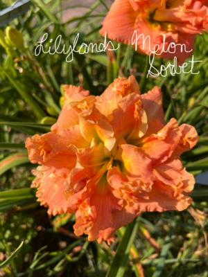 Lilylands Melon Sorbet - BuchananA 2024