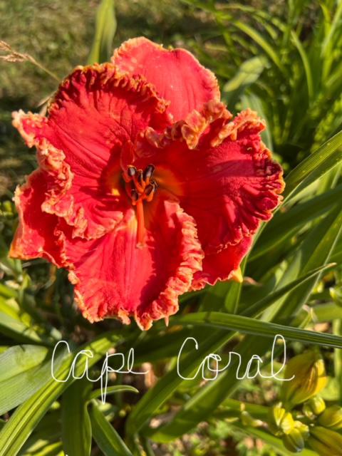Cape Coral - BuchananA 2024