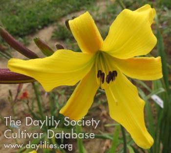 1 Dark_Side_of_the_Bloom - Williams-S 2024