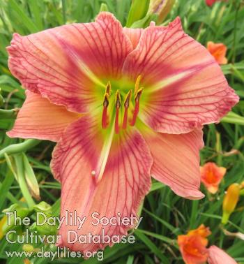 1 Distinguished_Bloodlines - Williams-S 2024