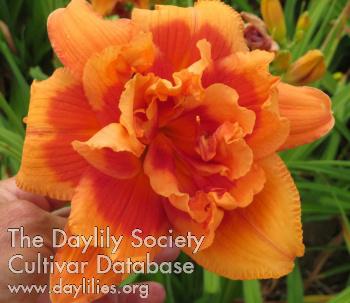 1 Peachful_Sunset - Williams-S 2024