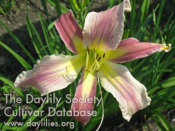 O_Bannon Orchid - Williams-S 2013