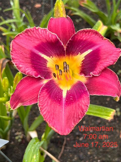 Walmartian - BuchananA 2025