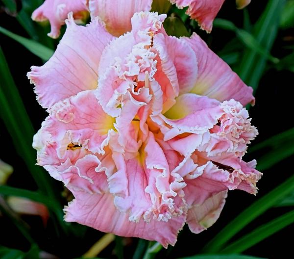POPPING-PINK - 2026 - 32-5