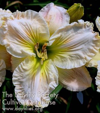 White_Medallion 2025 30-6