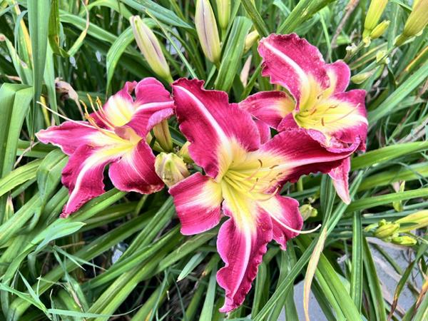 Eviction Notice (2) - BuchananA 07212026