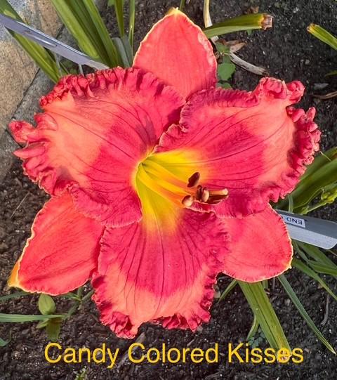 Candy Colored Kisses - BuchananA - 07212026