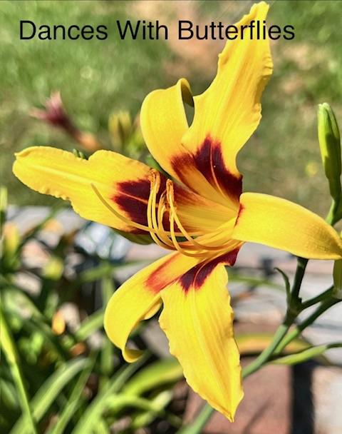 Dances With Butterflies - BuchananA 07212026