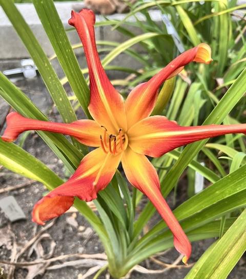 Discover the Stars - BuchananA - 07212026