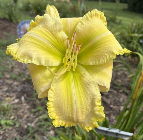 Killer Green Bananas (2) - GeorgeC - 07262026