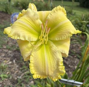 Killer Green Bananas (2) - GeorgeC - 07262026